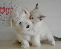 Evcil Hayvan Dostluğu: Kedi ve Köpek Bir Arada Nasıl Yaşar?
