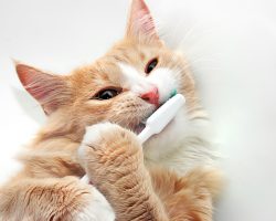 Evcil Hayvanlarda Diş Temizliği: İpuçları
