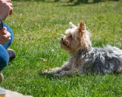 Köpek Eğitimi: İlk Adımlar