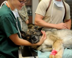Köpeklerde Sağlık Sorunları ve Korunma Yolları