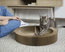 Evde Kolayca Uygulayabileceğiniz Kedi Bakım Ritüelleri